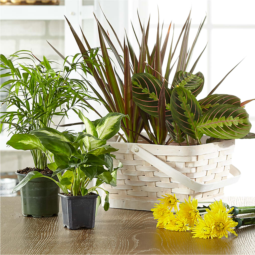 Florist Designed Blooming and Green Plants in a Basket – FRENCH'S NEW ALBANY FLOWER SHOP, New Albany MS