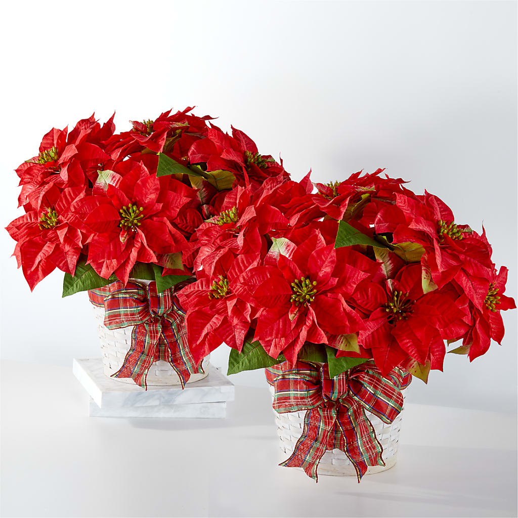 Happiest Holidays Poinsettia Bundle – FRENCH'S NEW ALBANY FLOWER SHOP, New Albany MS