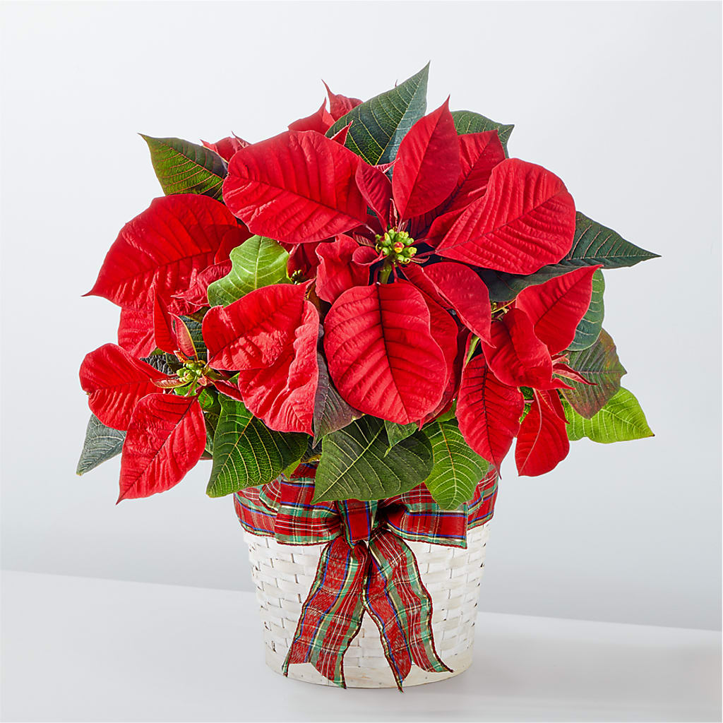 Happiest Holidays Poinsettia – FRENCH'S NEW ALBANY FLOWER SHOP, New Albany MS