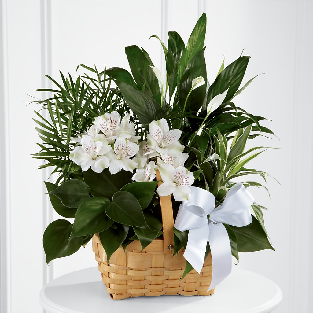 Peace & Serenity Dishgarden – FRENCH'S NEW ALBANY FLOWER SHOP, New Albany MS