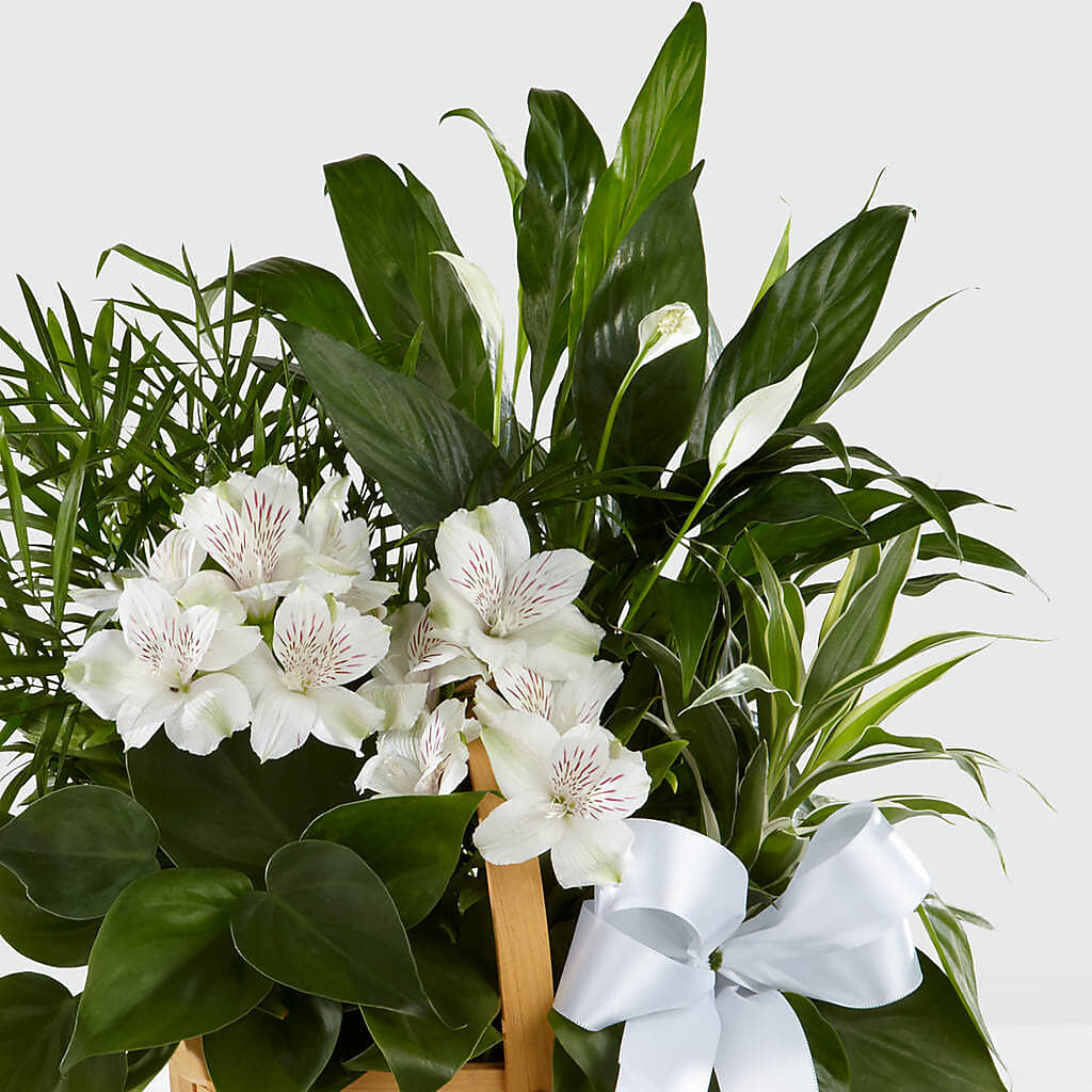 Peace & Serenity Dishgarden – FRENCH'S NEW ALBANY FLOWER SHOP, New Albany MS