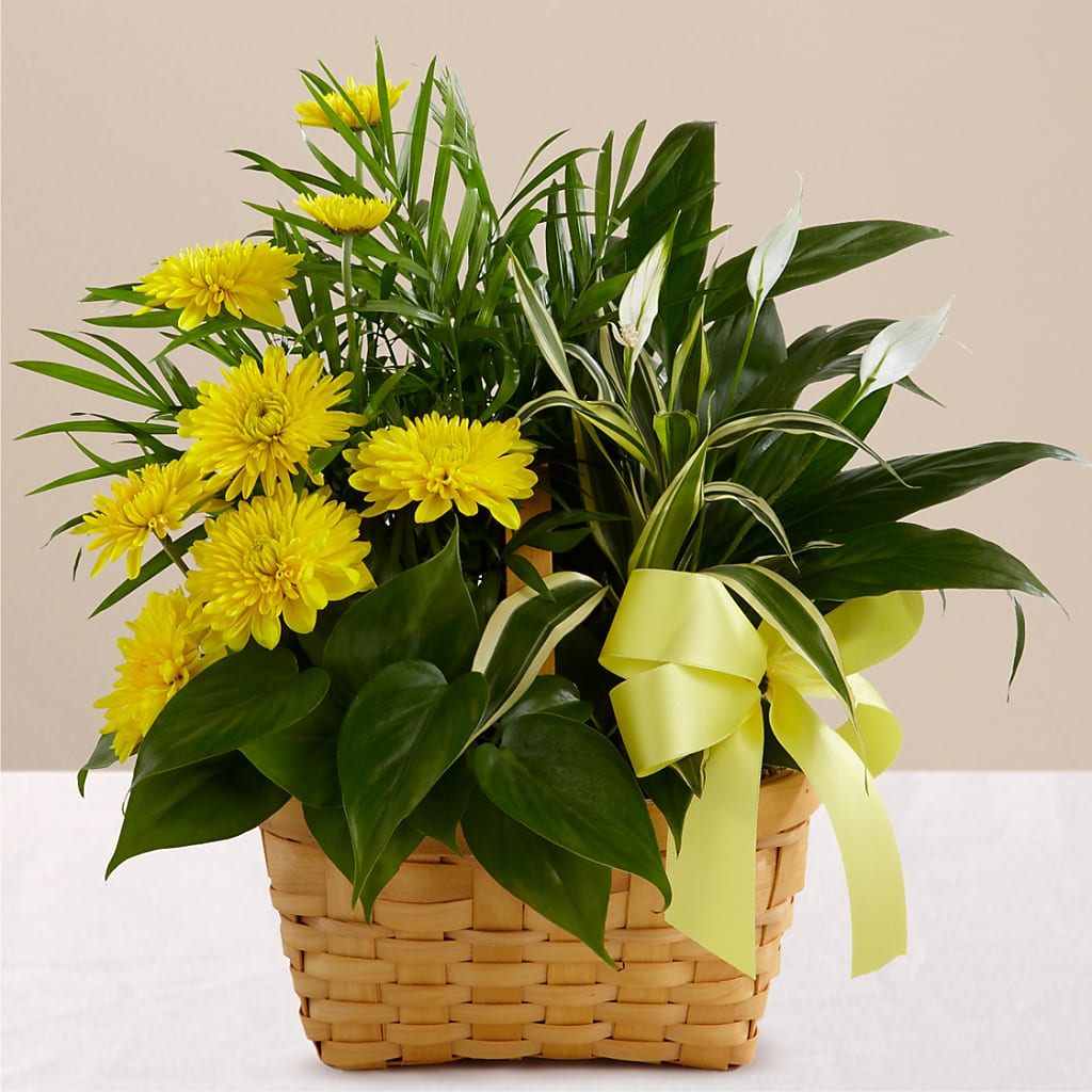 Loving Light Dishgarden – FRENCH'S NEW ALBANY FLOWER SHOP, New Albany MS
