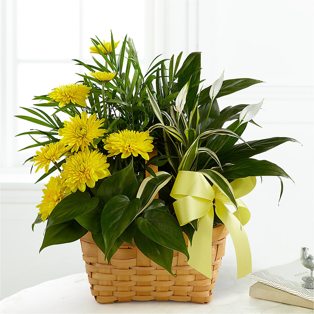 Loving Light Dishgarden – FRENCH'S NEW ALBANY FLOWER SHOP, New Albany MS