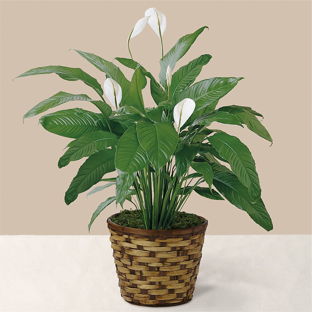 Tranquil Moments Peace Lily Plant – FRENCH'S NEW ALBANY FLOWER SHOP, New Albany MS