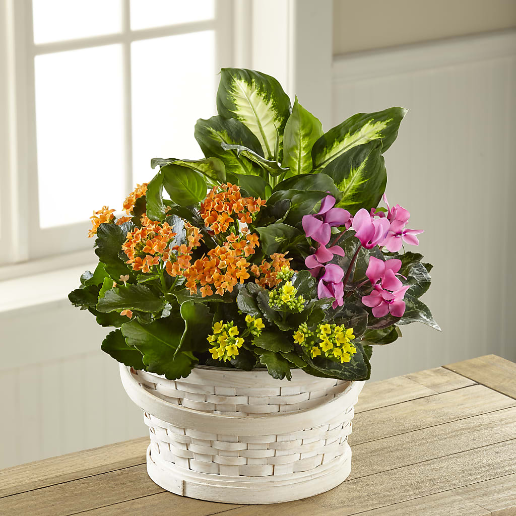 Color Crush Dishgarden – FRENCH'S NEW ALBANY FLOWER SHOP, New Albany MS