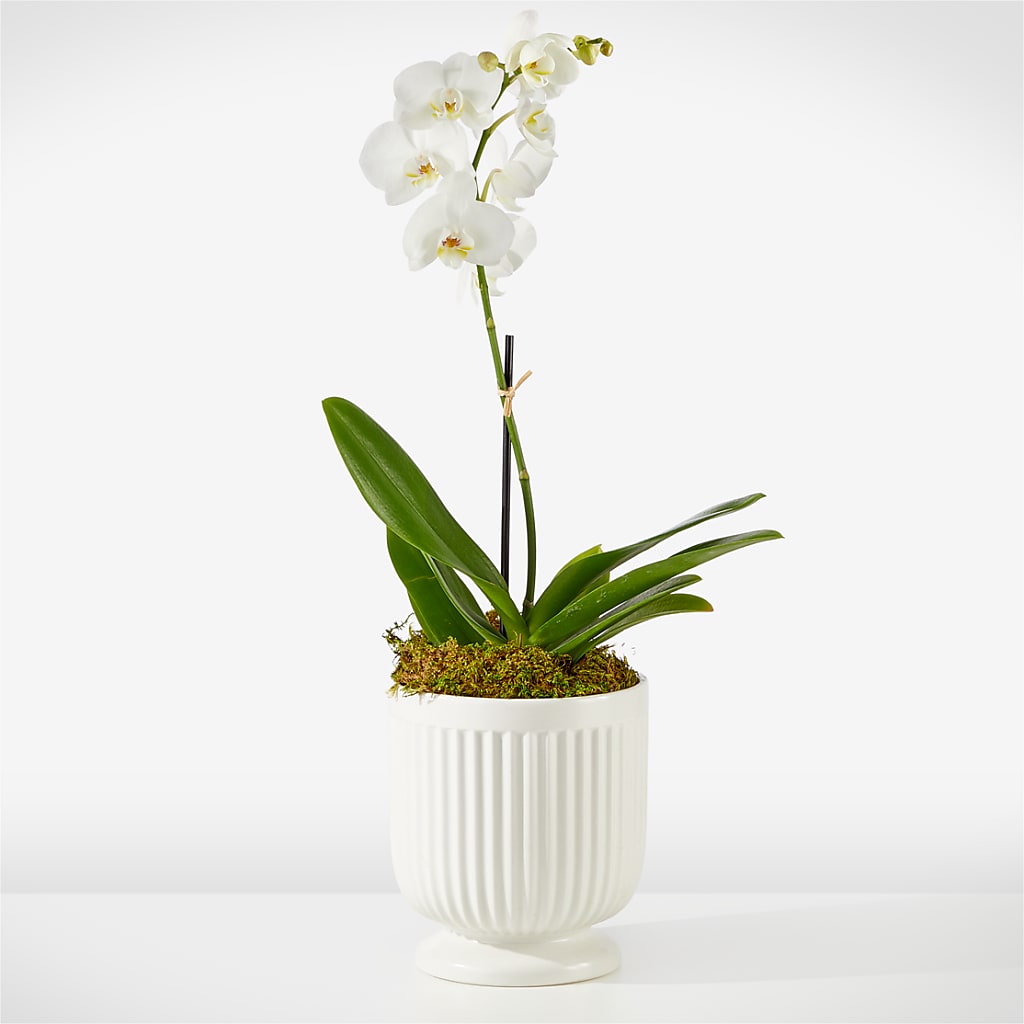 Whispering White Orchid – FRENCH'S NEW ALBANY FLOWER SHOP, New Albany MS