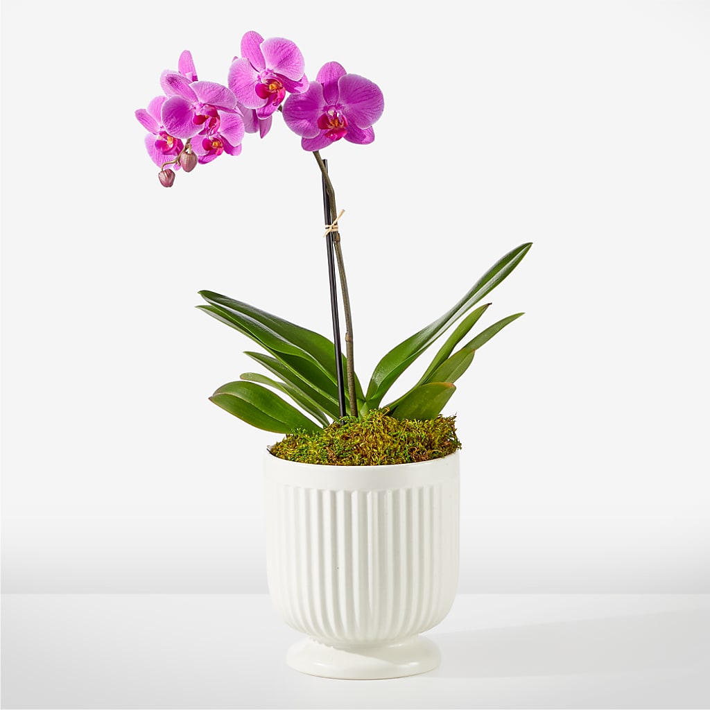 Friendly Fuchsia Orchid – FRENCH'S NEW ALBANY FLOWER SHOP, New Albany MS