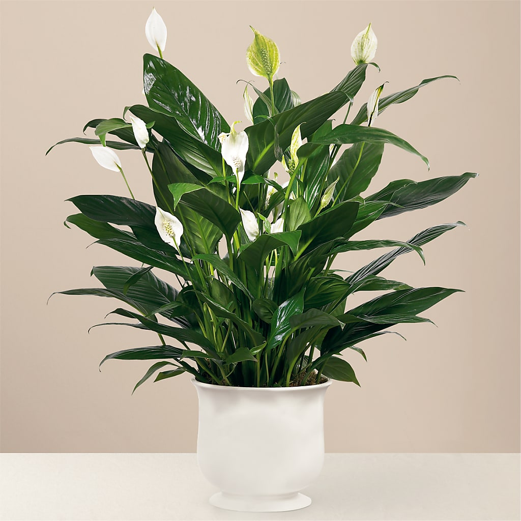 Comfort Planter – FRENCH'S NEW ALBANY FLOWER SHOP, New Albany MS