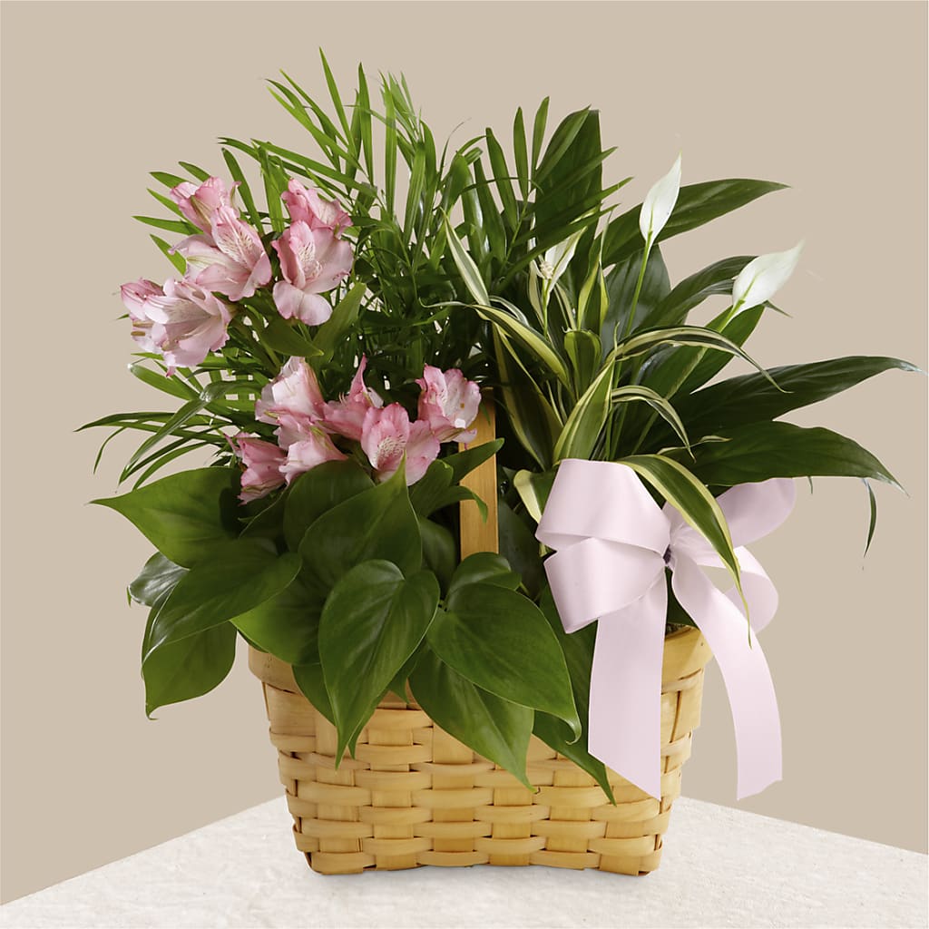 Living Spirit Dishgarden – FRENCH'S NEW ALBANY FLOWER SHOP, New Albany MS