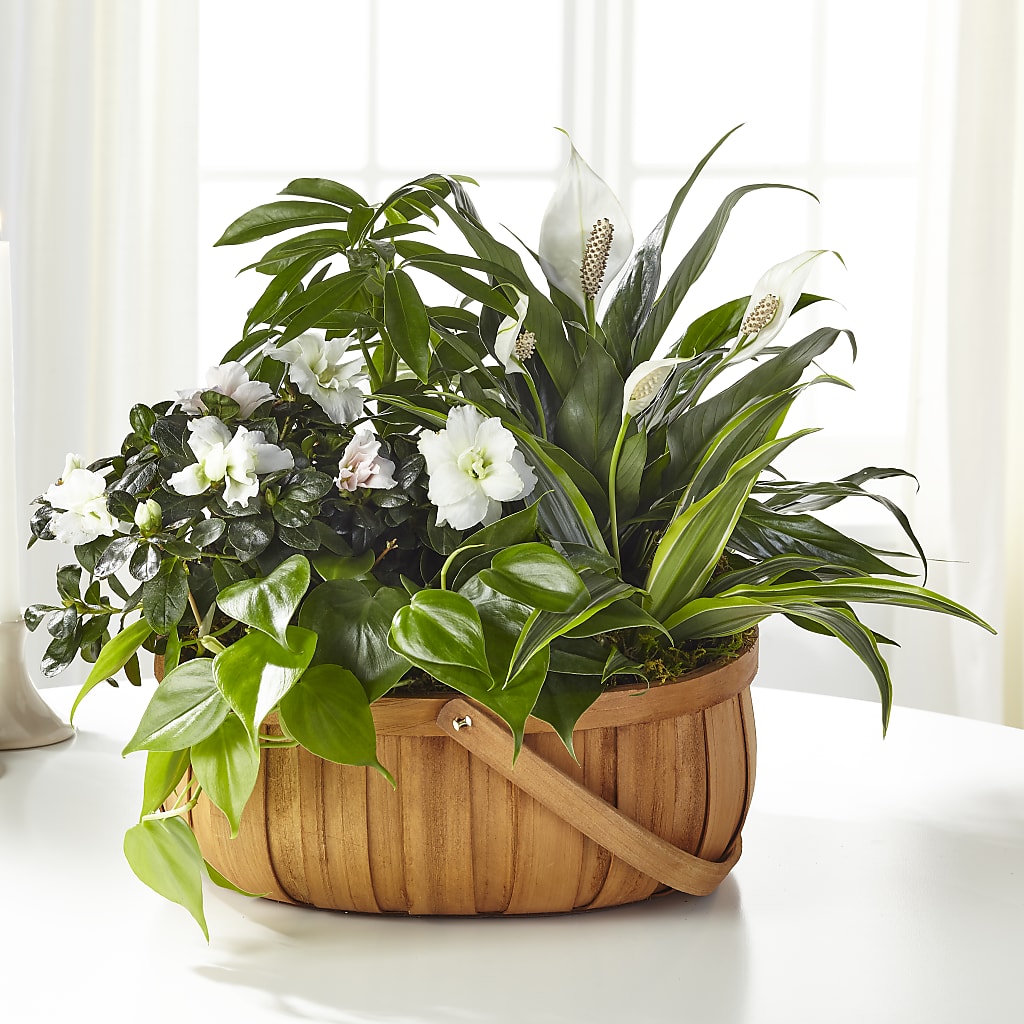 Serene Dishgarden – FRENCH'S NEW ALBANY FLOWER SHOP, New Albany MS