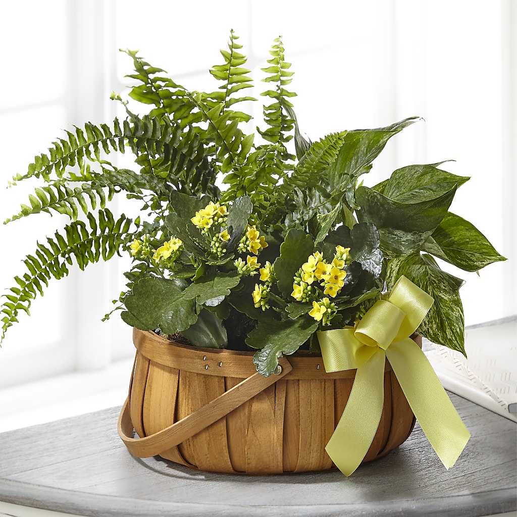 Always Dear Dishgarden – FRENCH'S NEW ALBANY FLOWER SHOP, New Albany MS