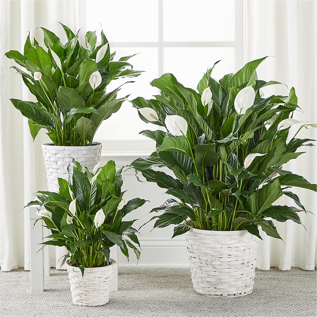 A New Leaf Peace Lily – FRENCH'S NEW ALBANY FLOWER SHOP, New Albany MS