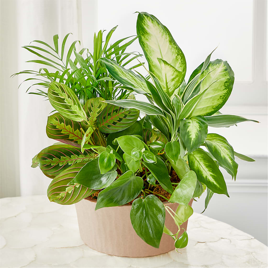 Balance & Harmony Dishgarden – FRENCH'S NEW ALBANY FLOWER SHOP, New Albany MS
