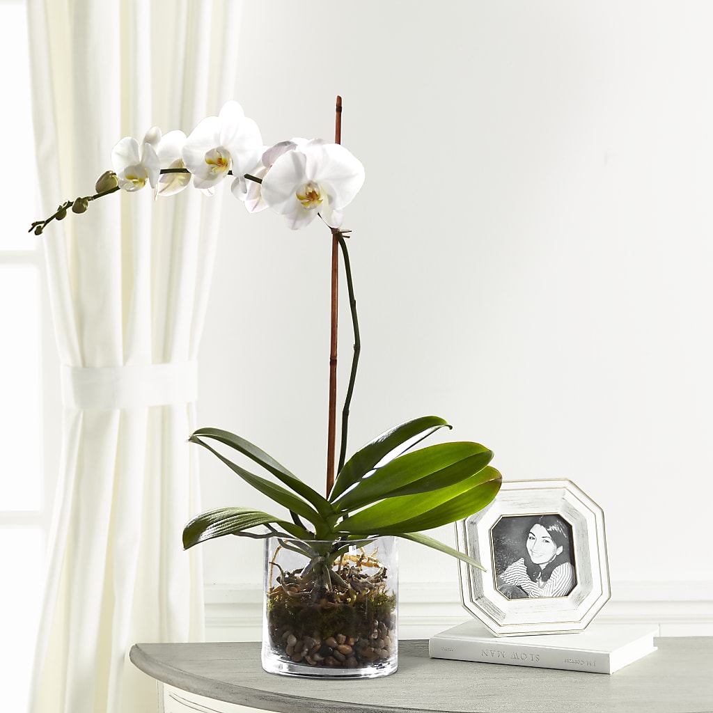 White Orchid Planter – FRENCH'S NEW ALBANY FLOWER SHOP, New Albany MS