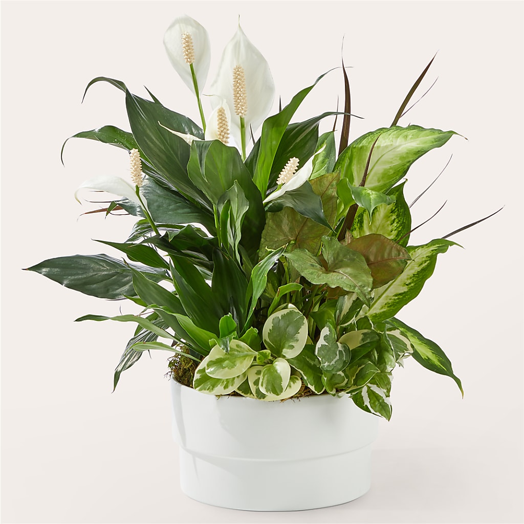 Radiating Positivity Dishgarden – FRENCH'S NEW ALBANY FLOWER SHOP, New Albany MS