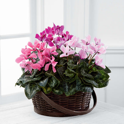 Mixed Cyclamen Planter – FRENCH'S NEW ALBANY FLOWER SHOP, New Albany MS