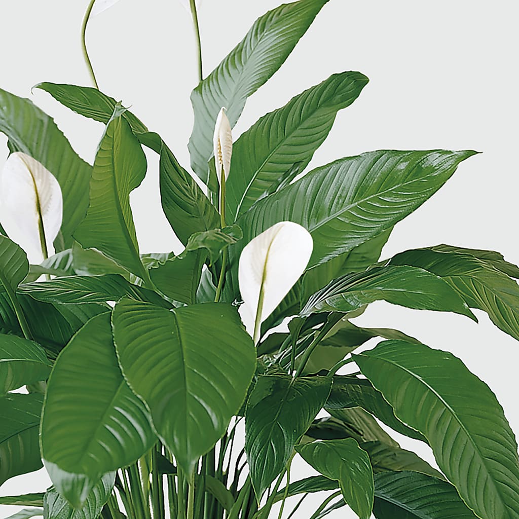 Tranquil Moments Peace Lily Plant – FRENCH'S NEW ALBANY FLOWER SHOP, New Albany MS