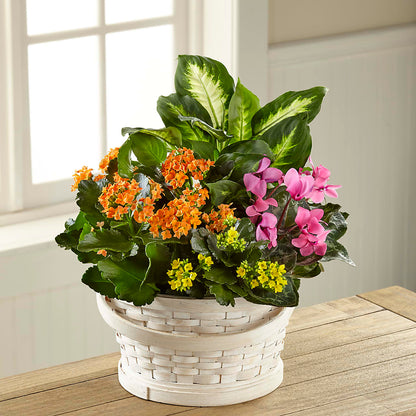 Color Crush Dishgarden – FRENCH'S NEW ALBANY FLOWER SHOP, New Albany MS