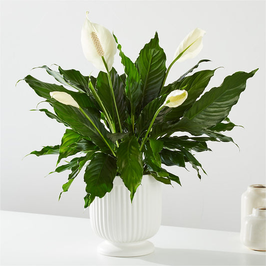 Comfort Planter – FRENCH'S NEW ALBANY FLOWER SHOP, New Albany MS