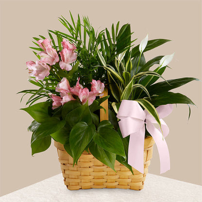 Living Spirit Dishgarden – FRENCH'S NEW ALBANY FLOWER SHOP, New Albany MS