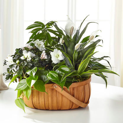 Serene Dishgarden – FRENCH'S NEW ALBANY FLOWER SHOP, New Albany MS