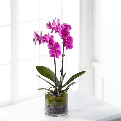 Pink Orchid Plant – FRENCH'S NEW ALBANY FLOWER SHOP, New Albany MS