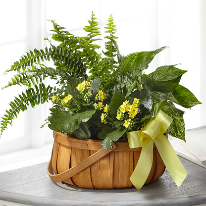 Always Dear Dishgarden – FRENCH'S NEW ALBANY FLOWER SHOP, New Albany MS