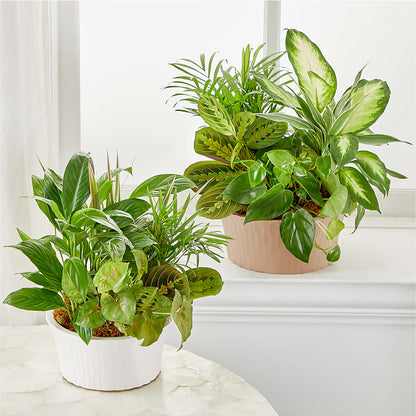 Balance & Harmony Dishgarden – FRENCH'S NEW ALBANY FLOWER SHOP, New Albany MS