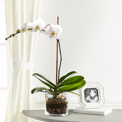 White Orchid Planter – FRENCH'S NEW ALBANY FLOWER SHOP, New Albany MS